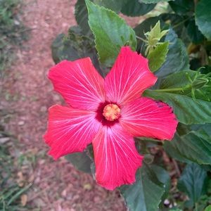 Meet your Posher, Mandee